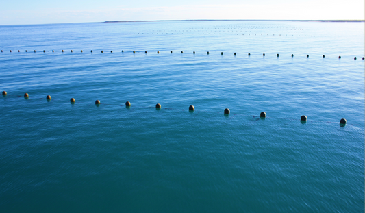 Australian pearls the most ethical in the world