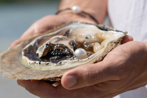 A person holds a stunning Australian South Sea pearl shell, with a stunning white Australian South Sea pearl newly harvested at our Cygnet Bay Pearl Farm.