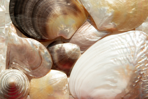 Introducing Lustre Collective by Pearls of Australia: A trove of global treasures inspired by pearl and shell.