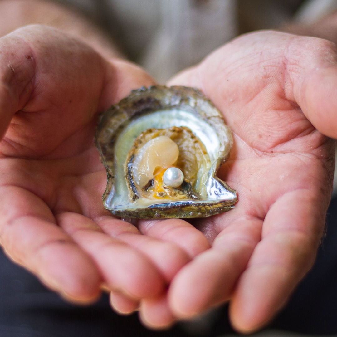 A pearl farmer holds a Broken Bay grown Australian akoya oyster with a stunning, round akoya pearl resting in the centre of the shell.