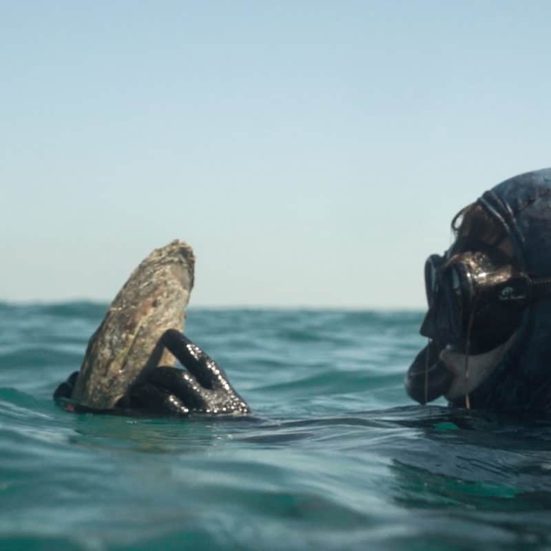A diver bobs in the water, inspecting an Australian Mother of Pearl shell collected at our Cygnet Bay Pearl Farm.
