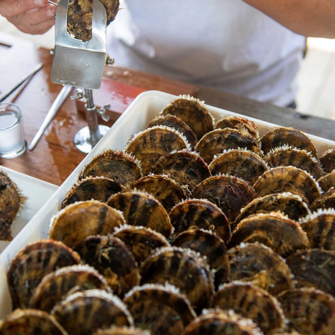 A tray of Australian Akoya pearl oysters ready to be cultivated to produce our stunning Australian Akoya pearls at our Broken Bay Pearl Farm.
