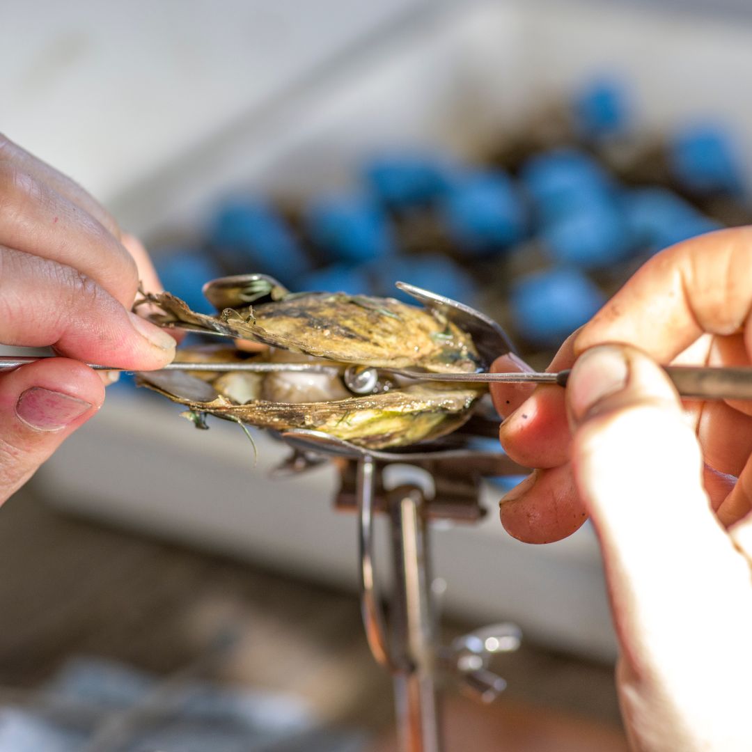 An Australian Akoya pearl is carefully harvested from an oyster at our Broken bay pearl farm.