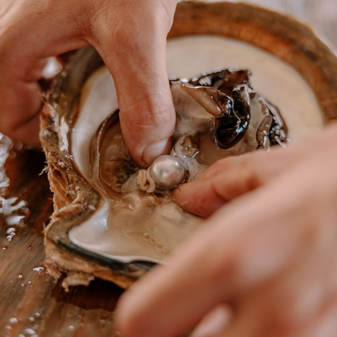 A tour guide at our Cygnet Bay Pearl Farm pushes a beautiful, round Australian South Sea pearl out of an oyster during a Live Pearl Harvest experience.
