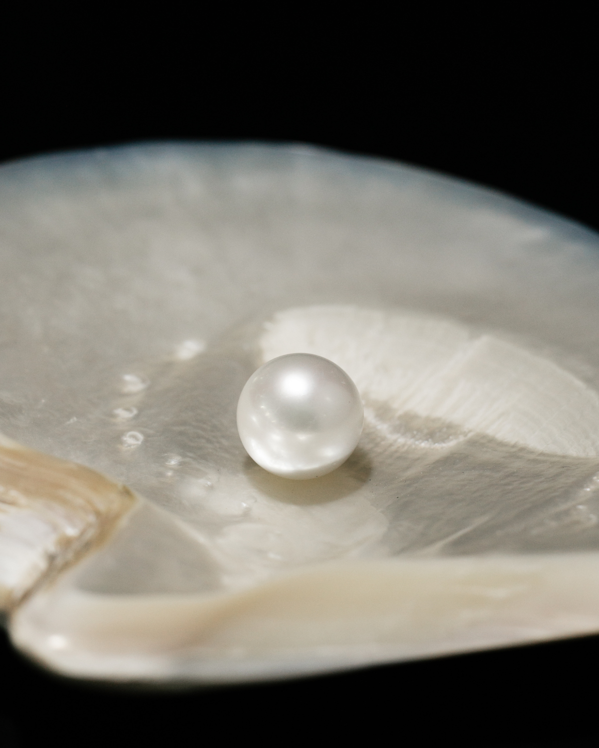 The world's largest, gem quality Australian South Sea pearl grown at Cygnet Bay Pearl Farm.