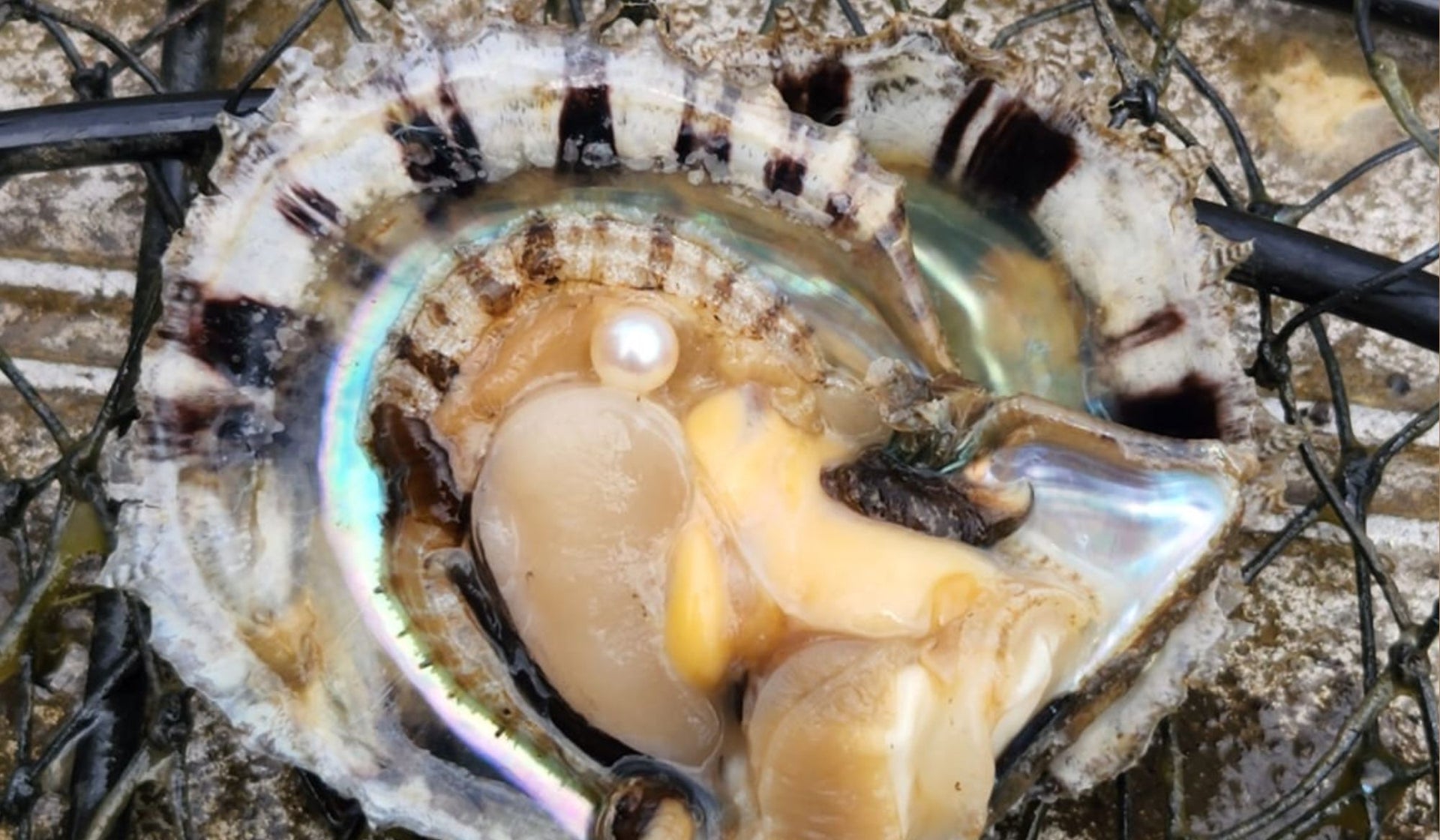 Broken Bay Pearl Farm Triumphs Over Adversity with Successful First Test  Harvest Since Major Floods – Pearls of Australia