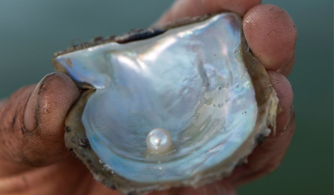 Broken Bay Pearls at centre of new study