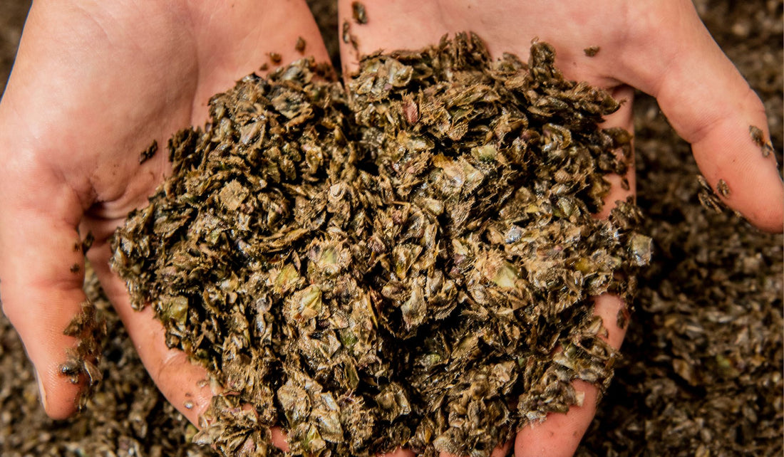 Good news story: pearl farming forges ahead despite turbulence of COVID-19