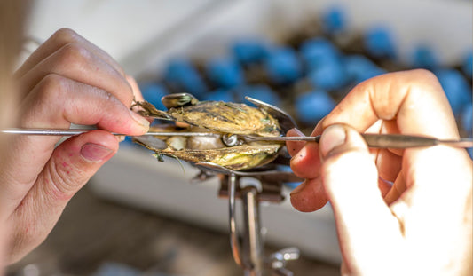NSW Flood Recovery – A GOOD NEWS STORY for local pearl farmer