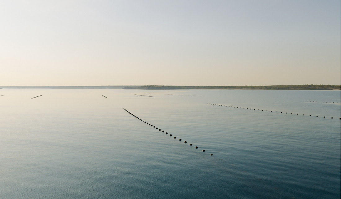 The Environmental Impact of Pearl Farming (And Why it’s Positive)
