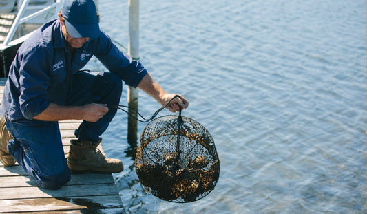 World’s finest Akoya pearls thriving in NSW