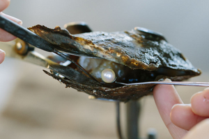 A lustrous Australian Akoya pearl is carefully harvested from it's pearl shell at our Broken Bay Pearl Farm.