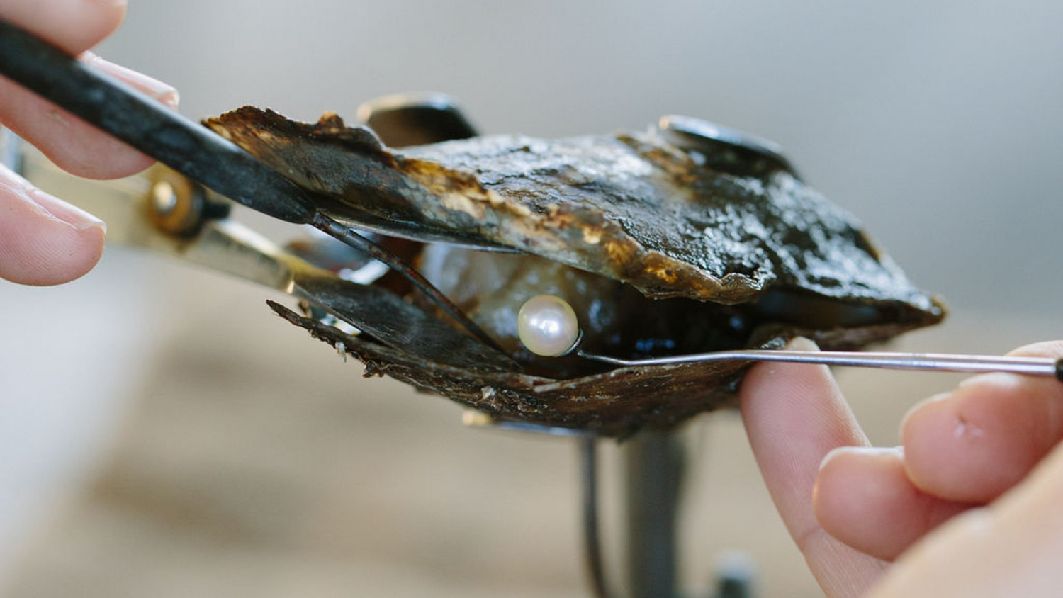 A lustrous Australian Akoya pearl is carefully harvested from it's pearl shell at our Broken Bay Pearl Farm.