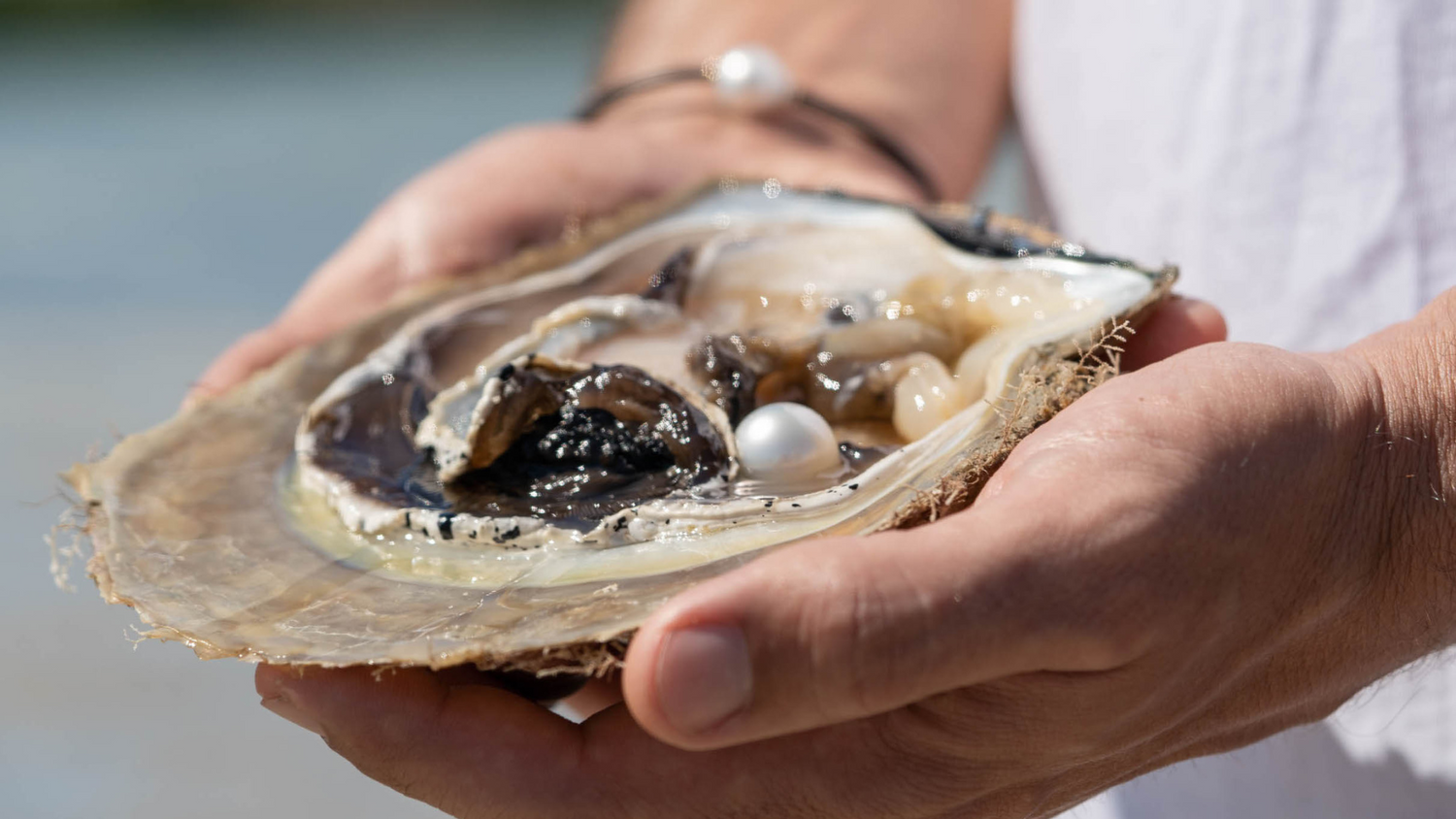 A person holds a stunning Australian South Sea pearl shell, with a stunning white Australian South Sea pearl newly harvested at our Cygnet Bay Pearl Farm.