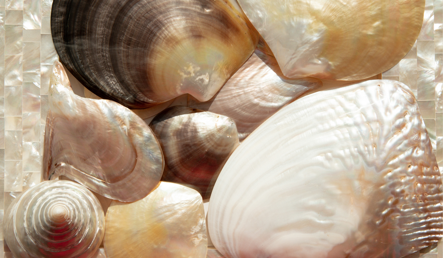 Introducing Lustre Collective by Pearls of Australia: A trove of global treasures inspired by pearl and shell.