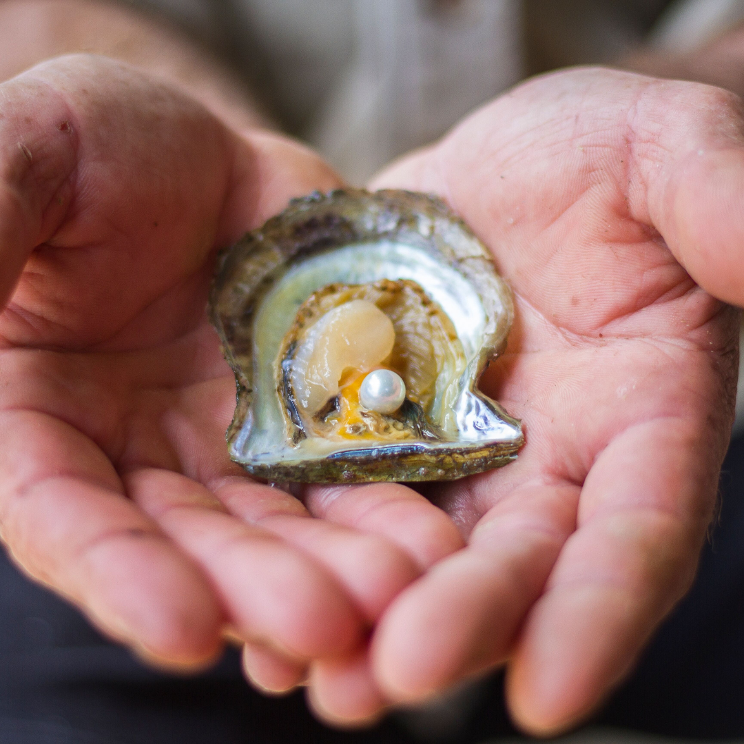 A pearl farmer holds a Broken Bay grown Australian akoya oyster with a stunning, round akoya pearl resting in the centre of the shell. 