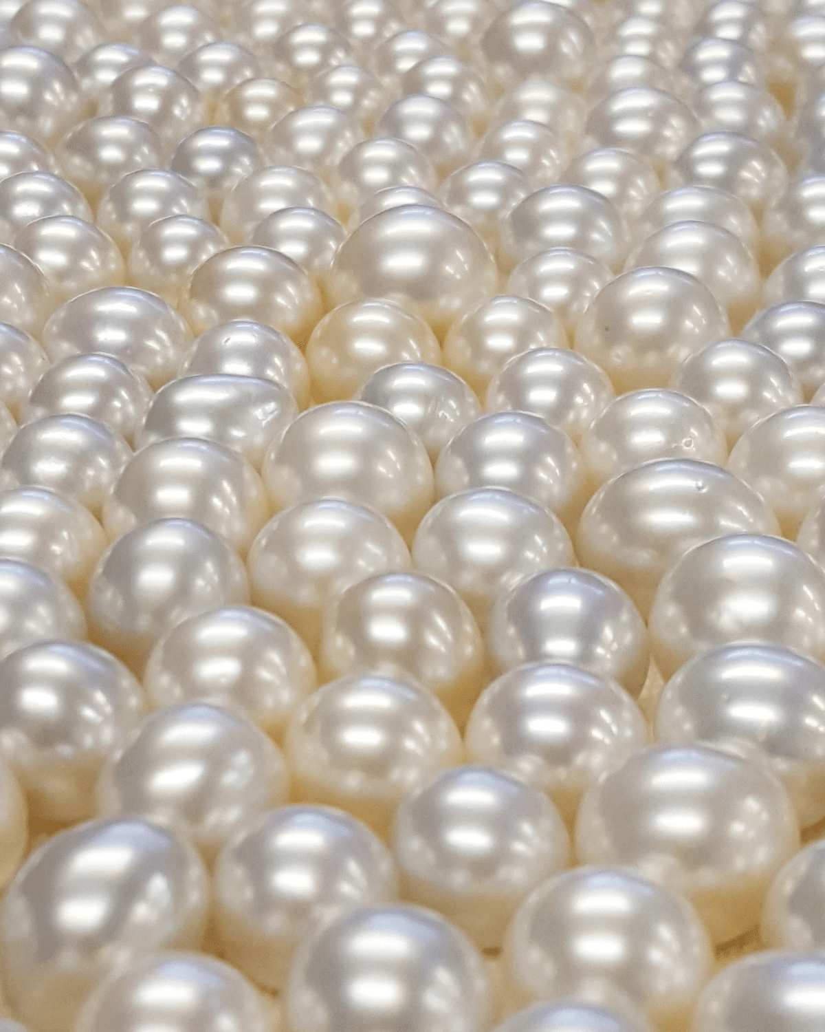 Hundreds of south sea pearls, all shining with their innate colour and lustre.