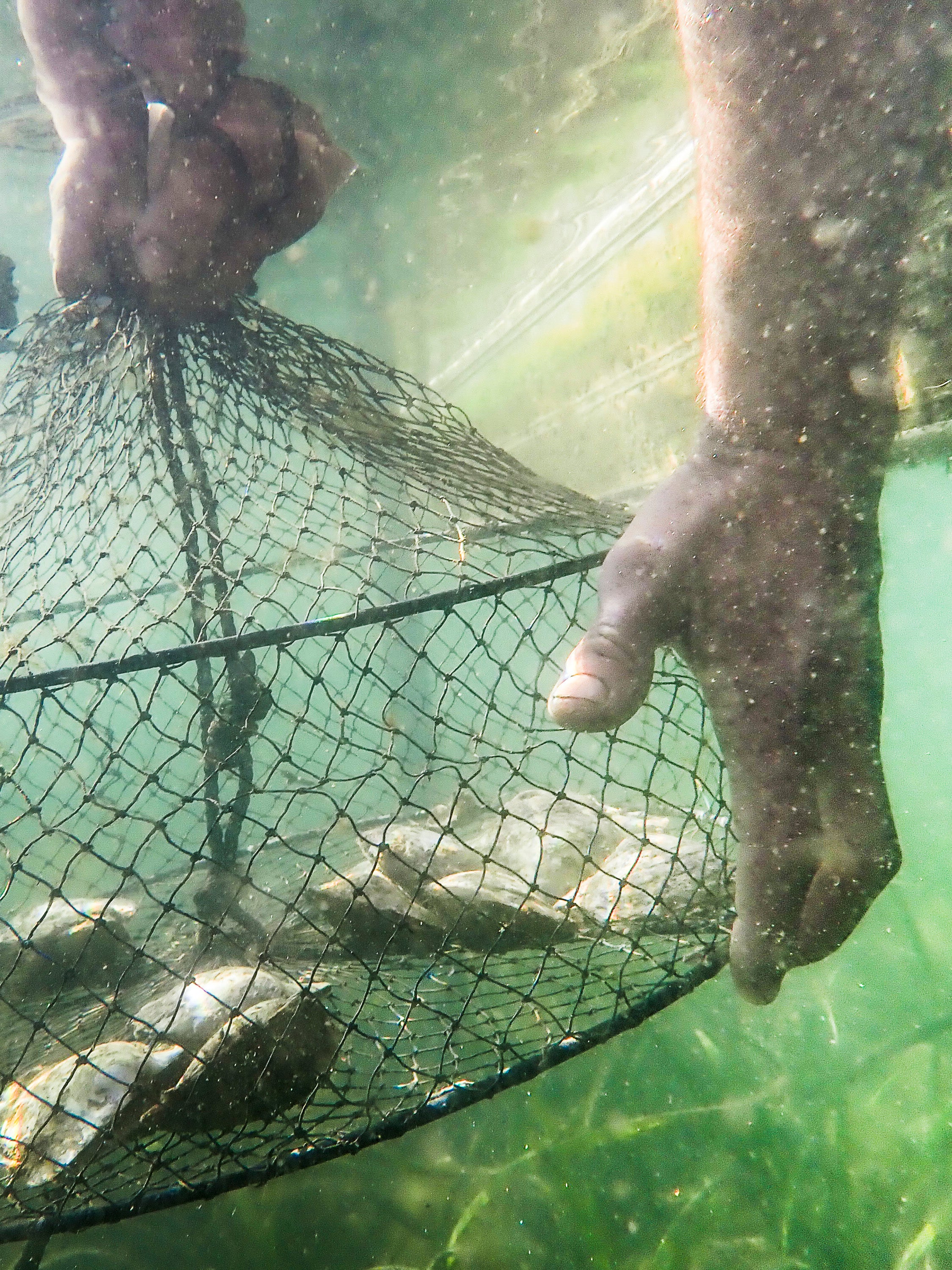 A pearl farmer holds a basket of Australian Akoya pearl shell, that are grown amongst seagrass.