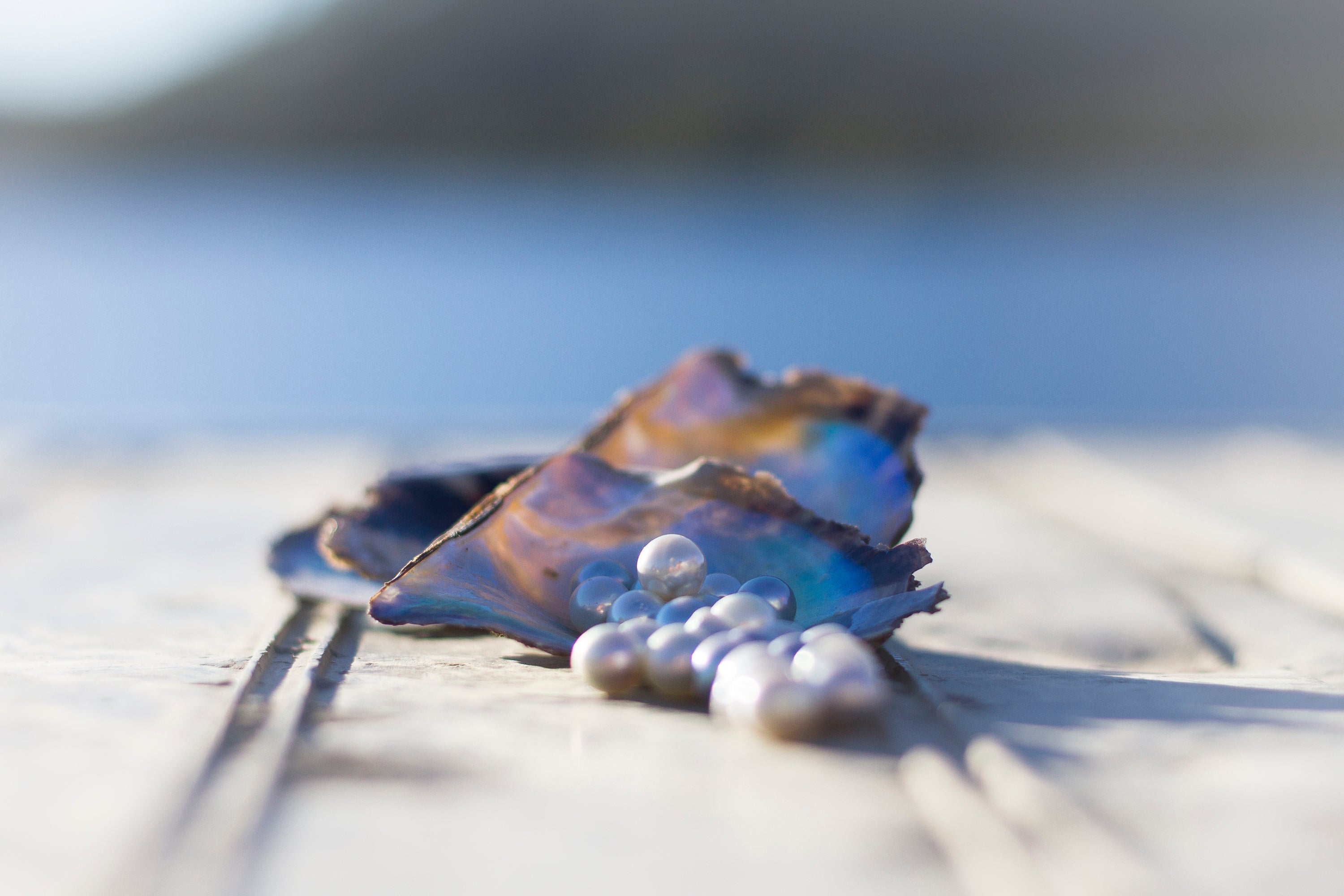 Several Australian Akoya pearl shells with an array of pearls of all colours grown at Broken Bay Pearl Farm.