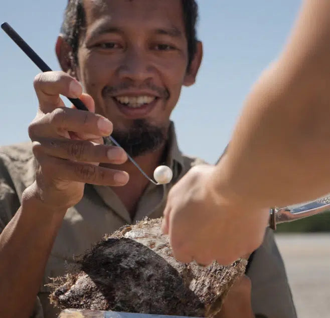 A technician harvests a stunning, white Australian South Sea pearl at our Cygnet Bay Pearl Farm from a Cygnet Bay grown Pinctada maxima shell.