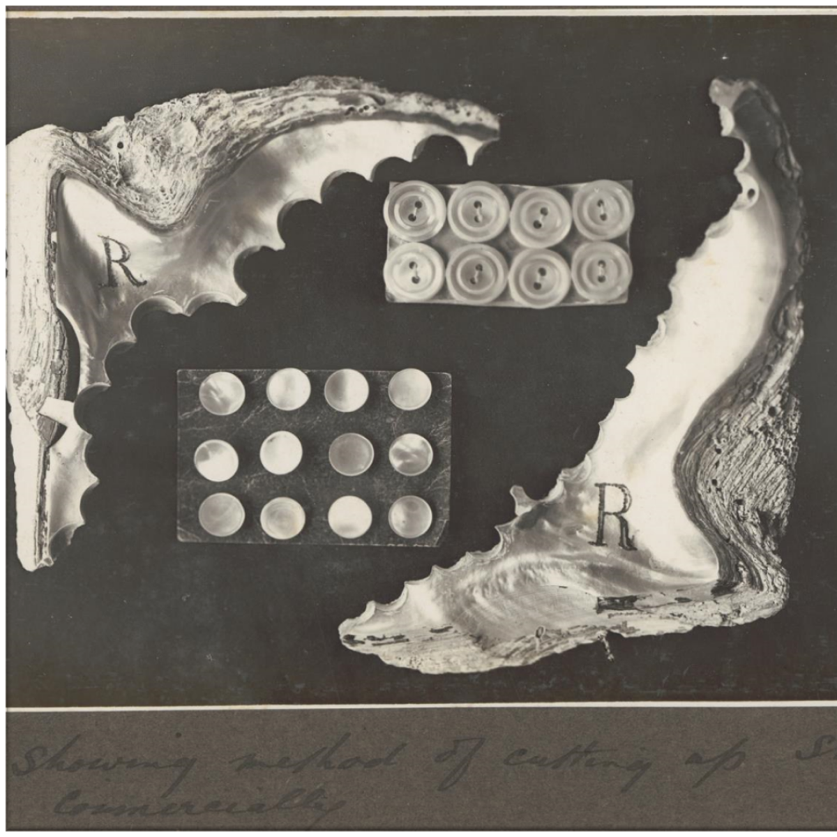 A monochrome vintage illustration or photograph showing two large Pinctada maxima pearl shell pieces labeled R, with two rectangular grids of circular cutouts, on a dark background. A handwritten caption appears along the bottom highlighting the method of cutting Mother of Pearl shell buttons for commercial use.