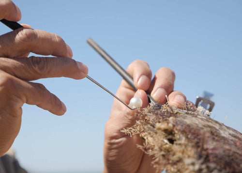 A photo of our Australian South Sea pearl being harvested at our Cygnet Bay Pearl Farm from a Pinctada maxima.