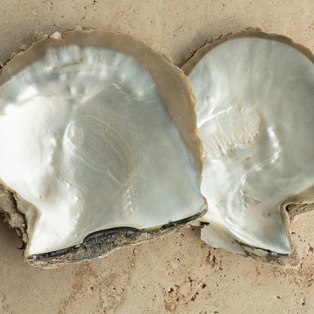 Large Mother of Pearl Shell, grown at our Cygnet Bay Pearl Farm (WA).