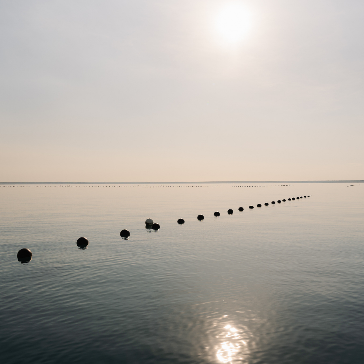 Line of pearl shell buoys on a calm body of water by our Cygnet Bay Pearl Farm with a soft gradient sky.