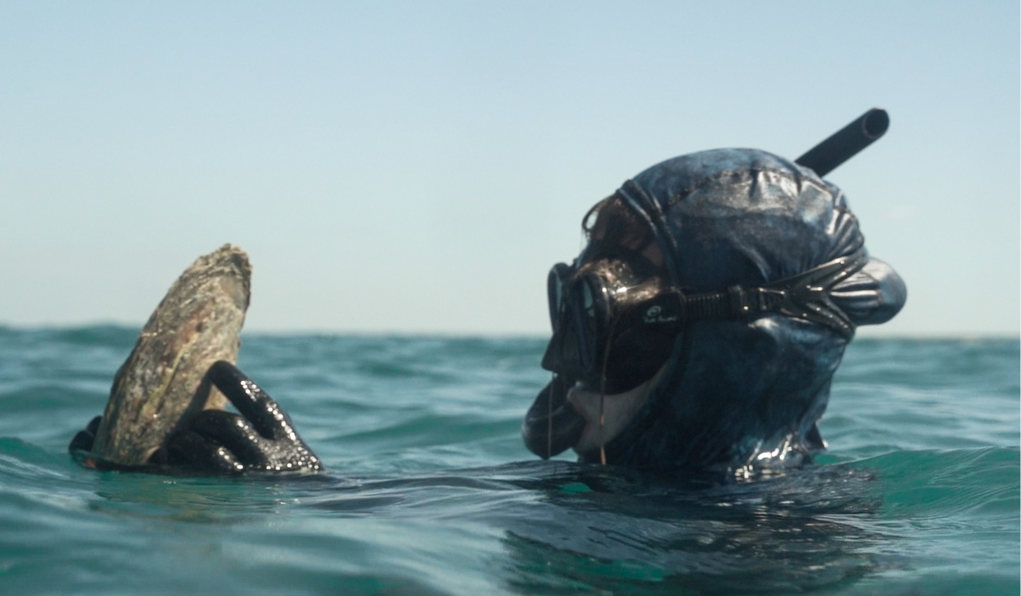 Pearl diver wearing a full-face snorkel mask in the water, holding a Pinctada maxima pearl shell with a clear blue sky.