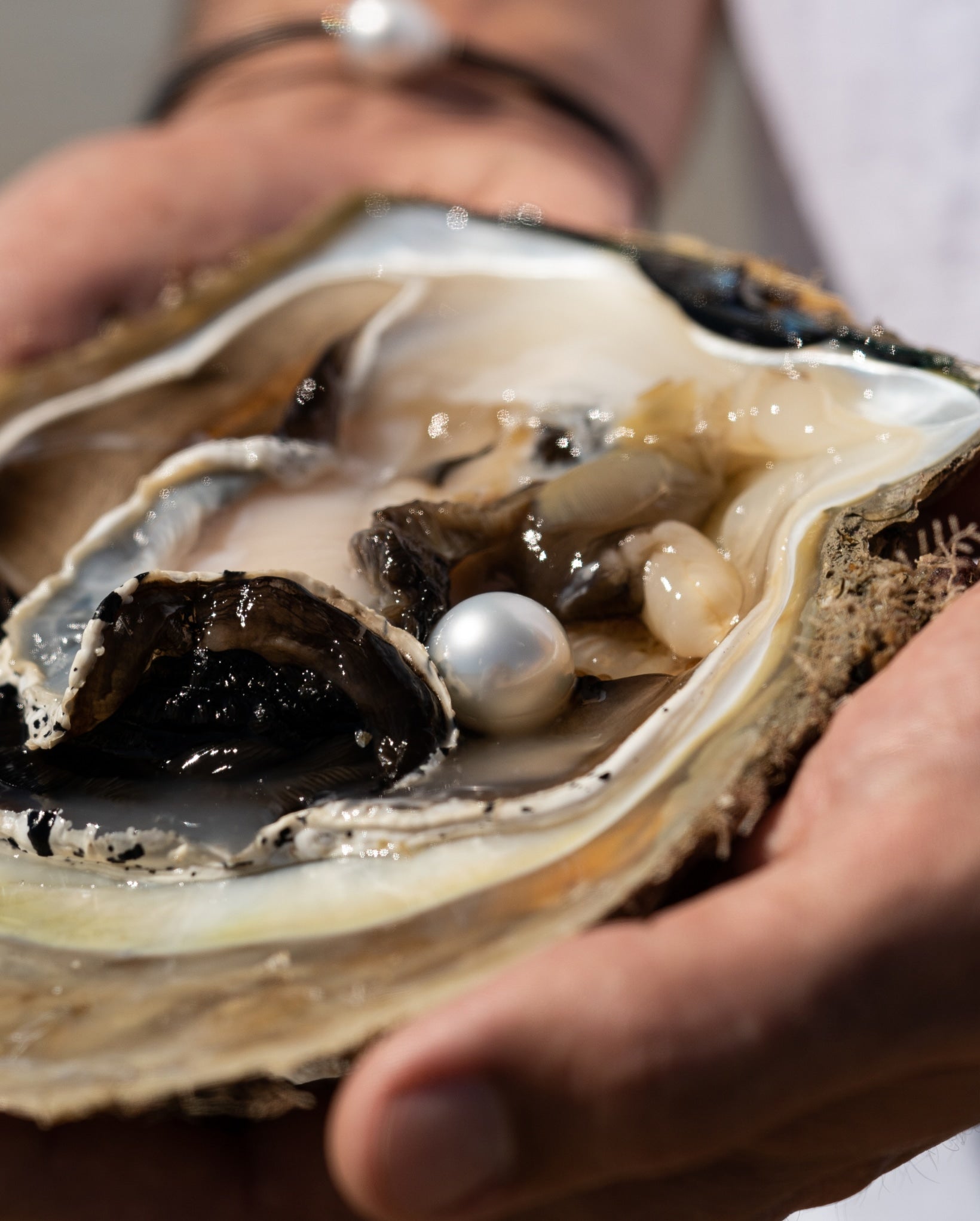 A person holds an Australian South Sea pearl shell, with a gorgeous round, white pearl sitting in the centre of the pearl shell.