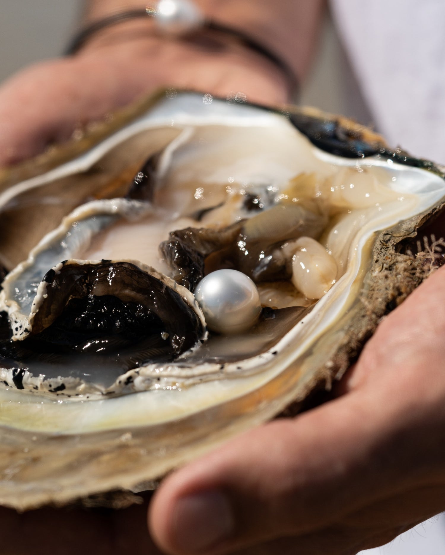 A person holds an Australian South Sea pearl shell, with a gorgeous round, white pearl sitting in the centre of the pearl shell. 