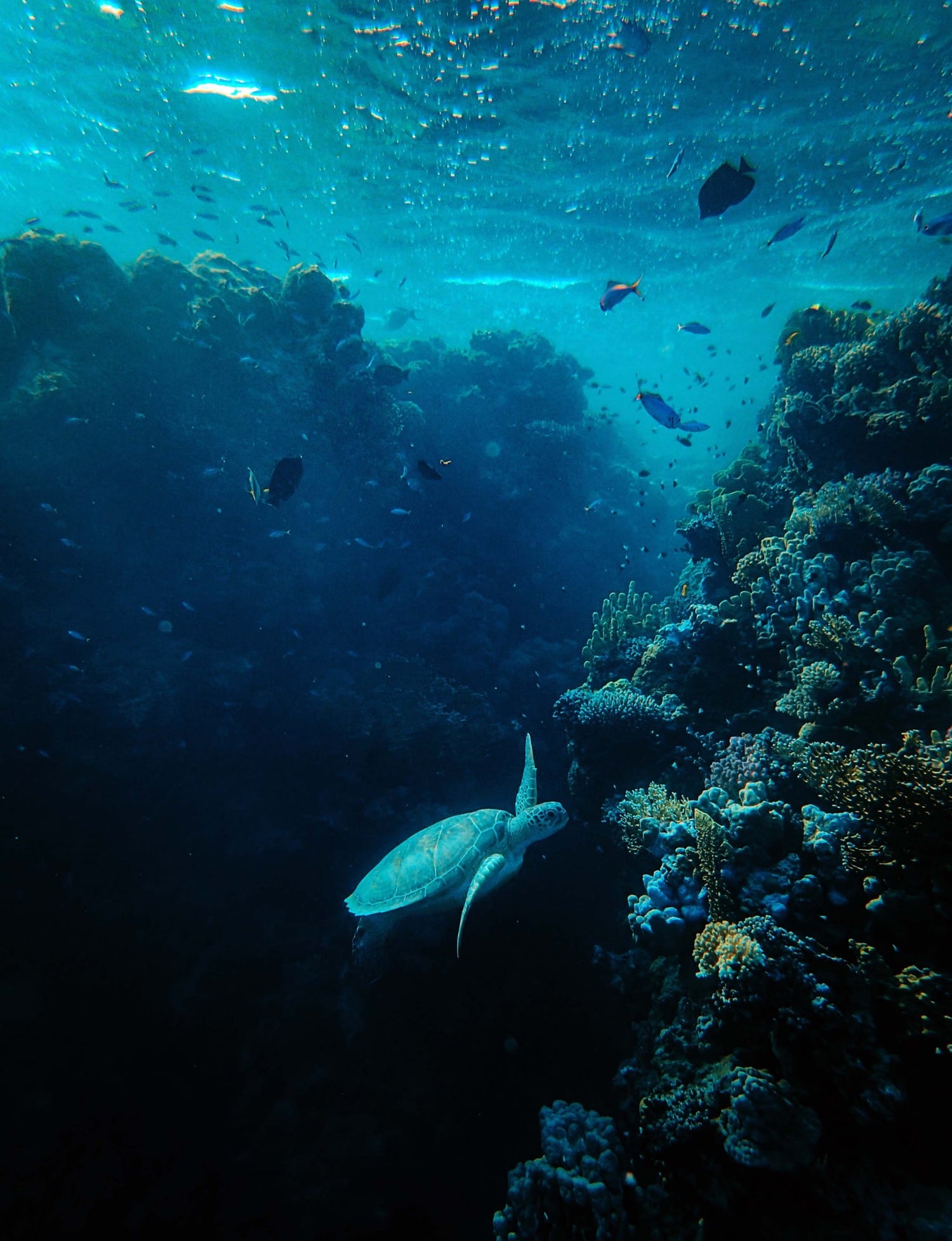 A turtle gracefully swims amongst beautiful coral reef, surrounded by a variety of colourful fish.