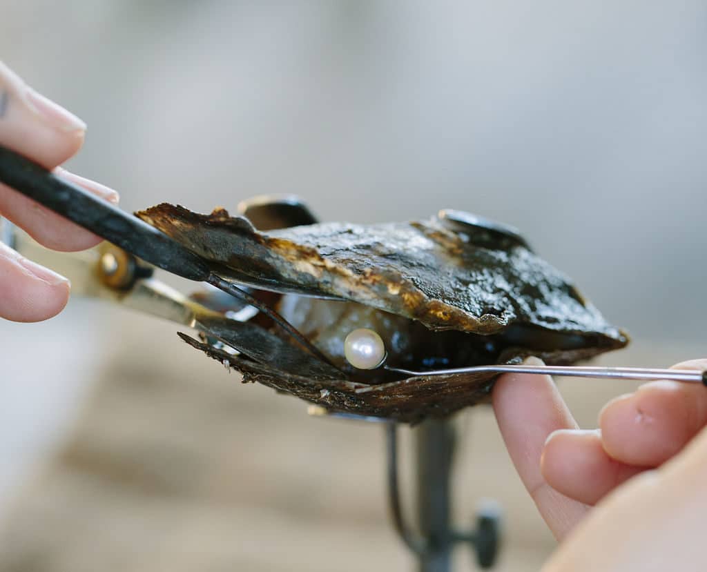 An Australian Akoya pearl being carefully harvested at our Broken Bay Pearl Farm.