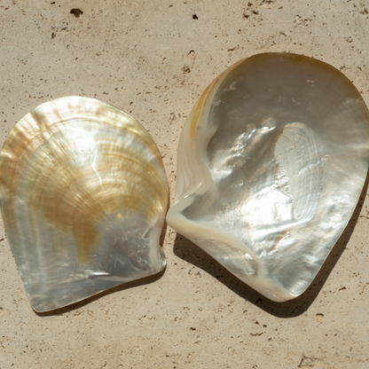 Harvested from the pristine waters of our Cygnet Bay Pearl Farm, our new polished Mother of Pearl shell pays homage to the very essence of Pearls of Australia.