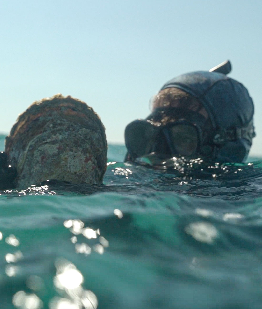 A diver holds a Mother of Pearl shell after being harvested from Cygnet Bay waters.