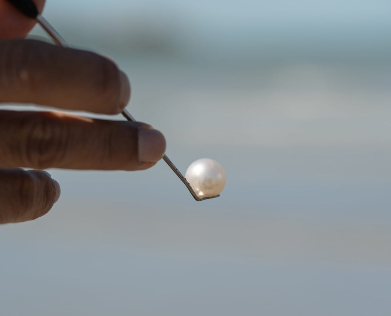 A photo of a white, round Australian South Sea pearl after being harvested from a Cygnet Bay grown Pinctada maxima shell.