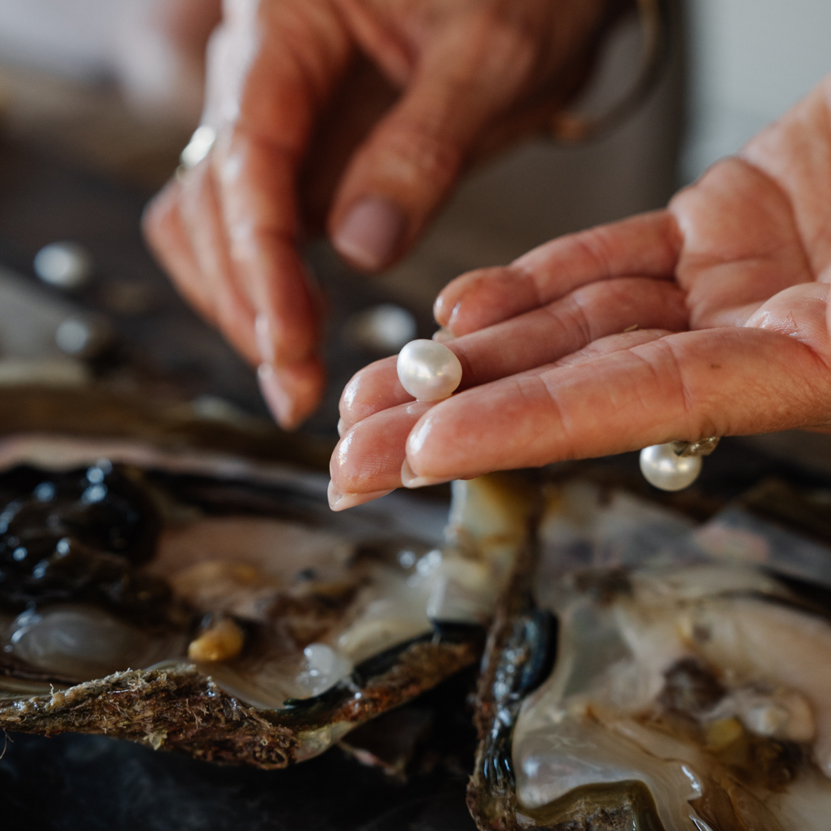 Person holding a beautiful, white and highly lustrous pearl near after being harvested from an Australian South Sea pearl shell at our Cygnet Bay Pearl Farm. 