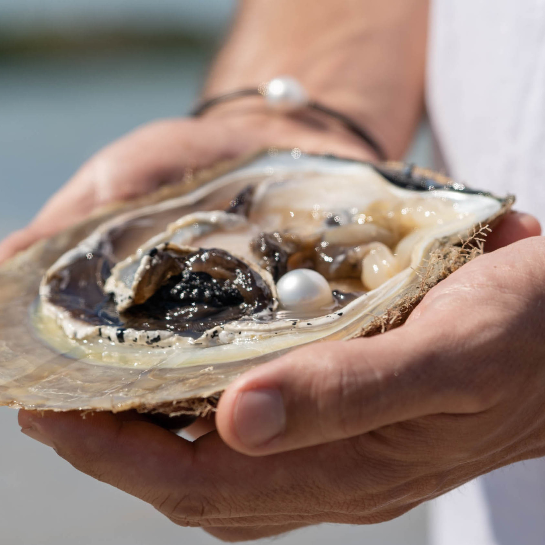 A person holds a South Sea pearl shell in both hands, open and with a large, round Australian South Sea pearl resting in the centre of the oyster.