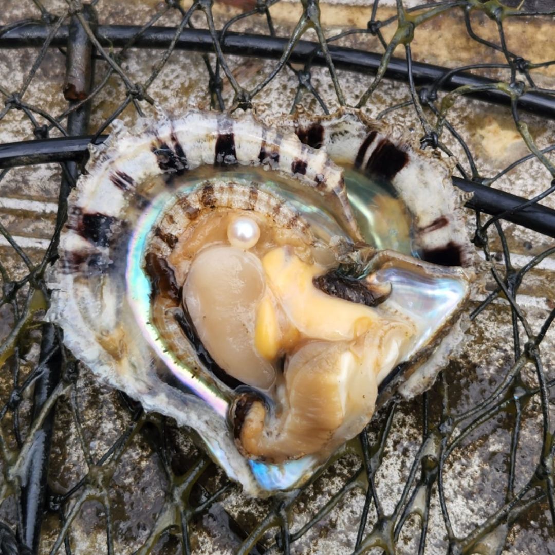 An Australian Akoya Pearl Oyster sits on a net, with a beautiful Akoya pearl sitting in the centre of the oyster after being carefully cultivated at our Broken Bay Pearl Farm.