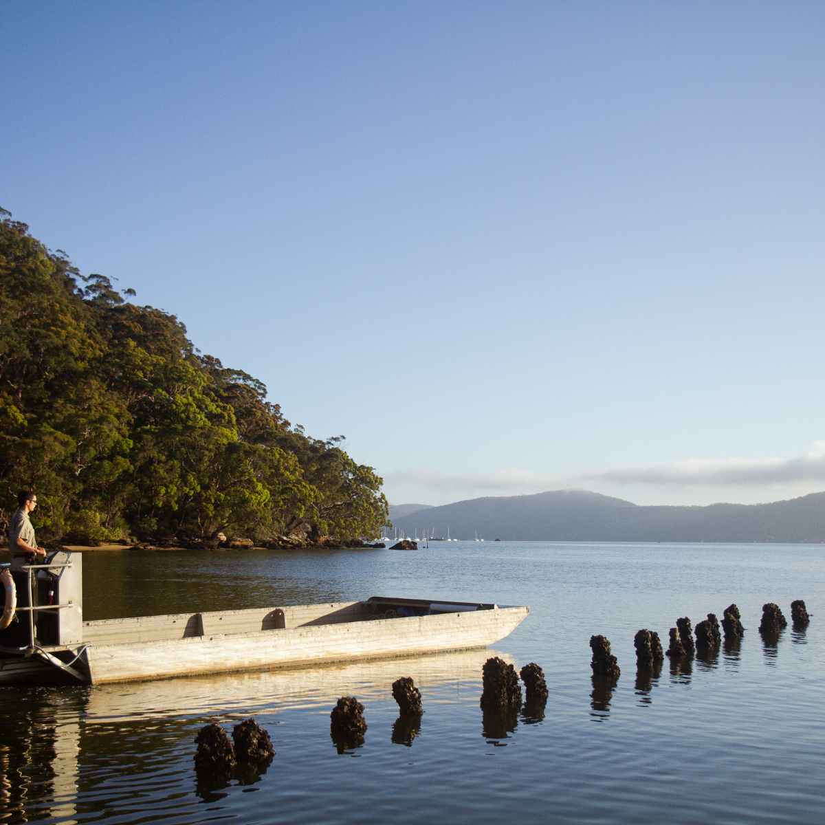 A pearl farmer at Broken Bay Pearl Farm in NSW travels to the Akoya pearl shell long lines on the lower Hawkesbury River.