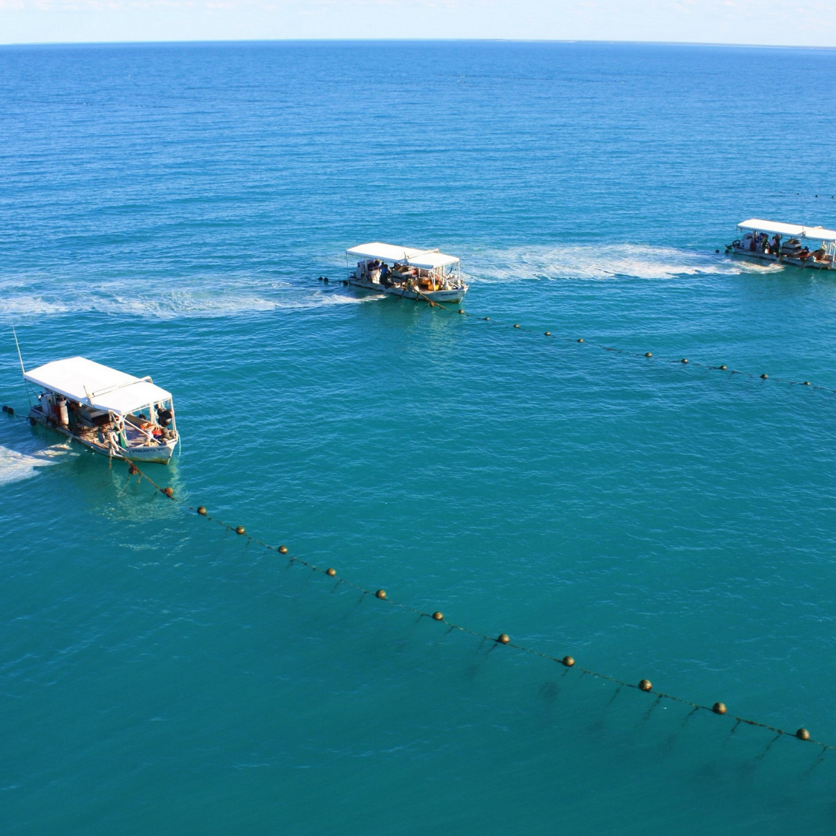 A row of pearl farming vessels at our Cygnet Bay Pearl Farm move along our Pinctada maxima pearl shell long lines cleaning and maintaining the Australian South Sea pearl shell. 