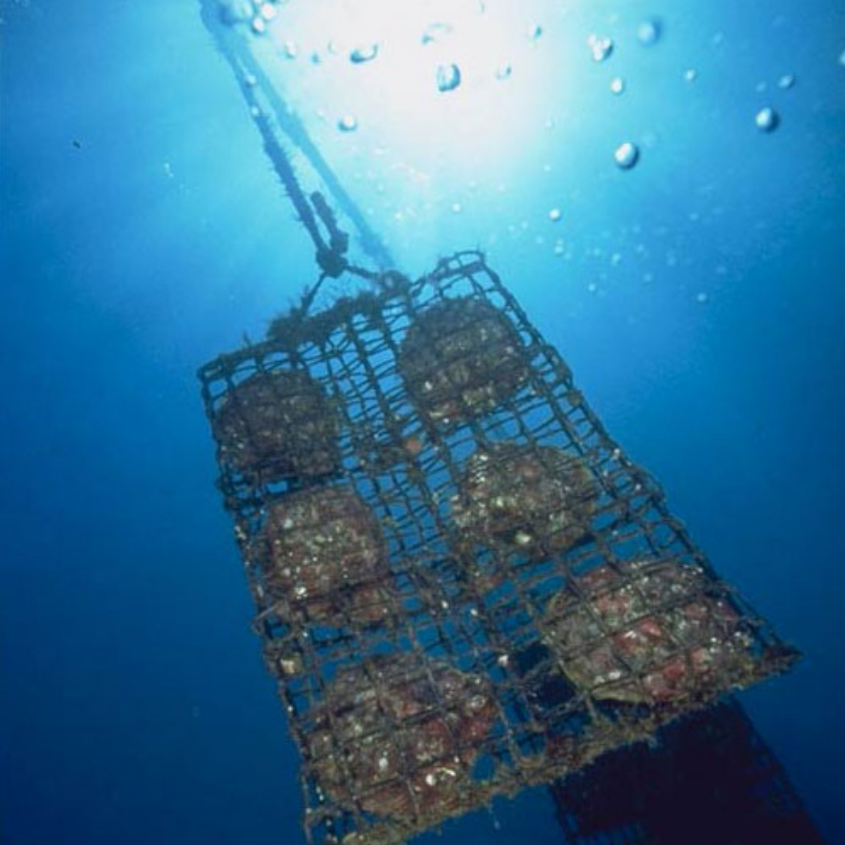 A panel containing 6 Pinctada maxima pearl shell floats under the ocean's surface, suspended by a long line at our Cygnet Bay Pearl Farm in Western Australia.