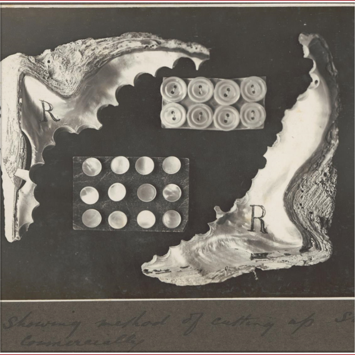 Black and white image of a Australian South Sea Mother of Pearl buttons cut out of a Pinctada maxima pearl shell.