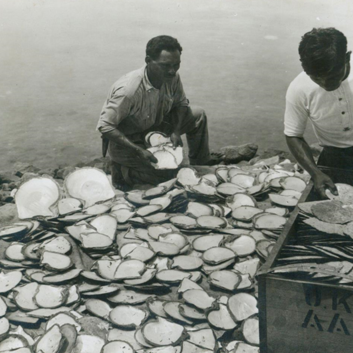 Two men sorting oysters on a beach with a large pile of Pinctada maxima Australian South Sea pearl shell in front of them.