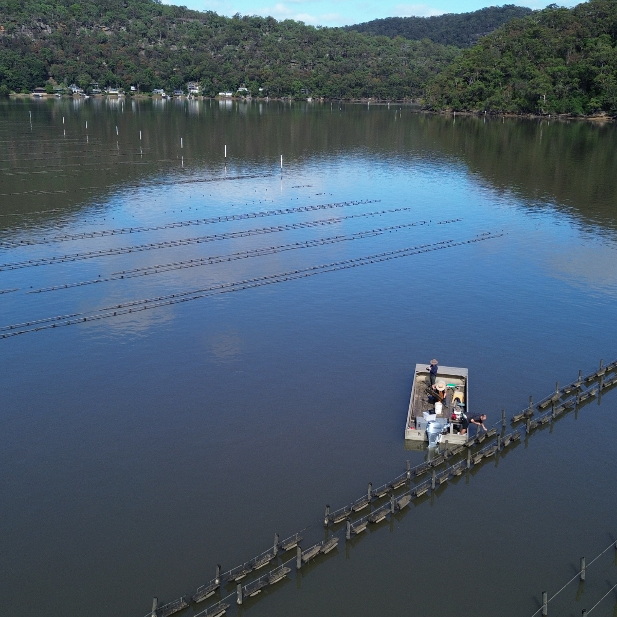 Pearl farm boat on the lower Hawkesbury River tending to and maintaining our Australian Akoya pearls in its stunning natural environment.