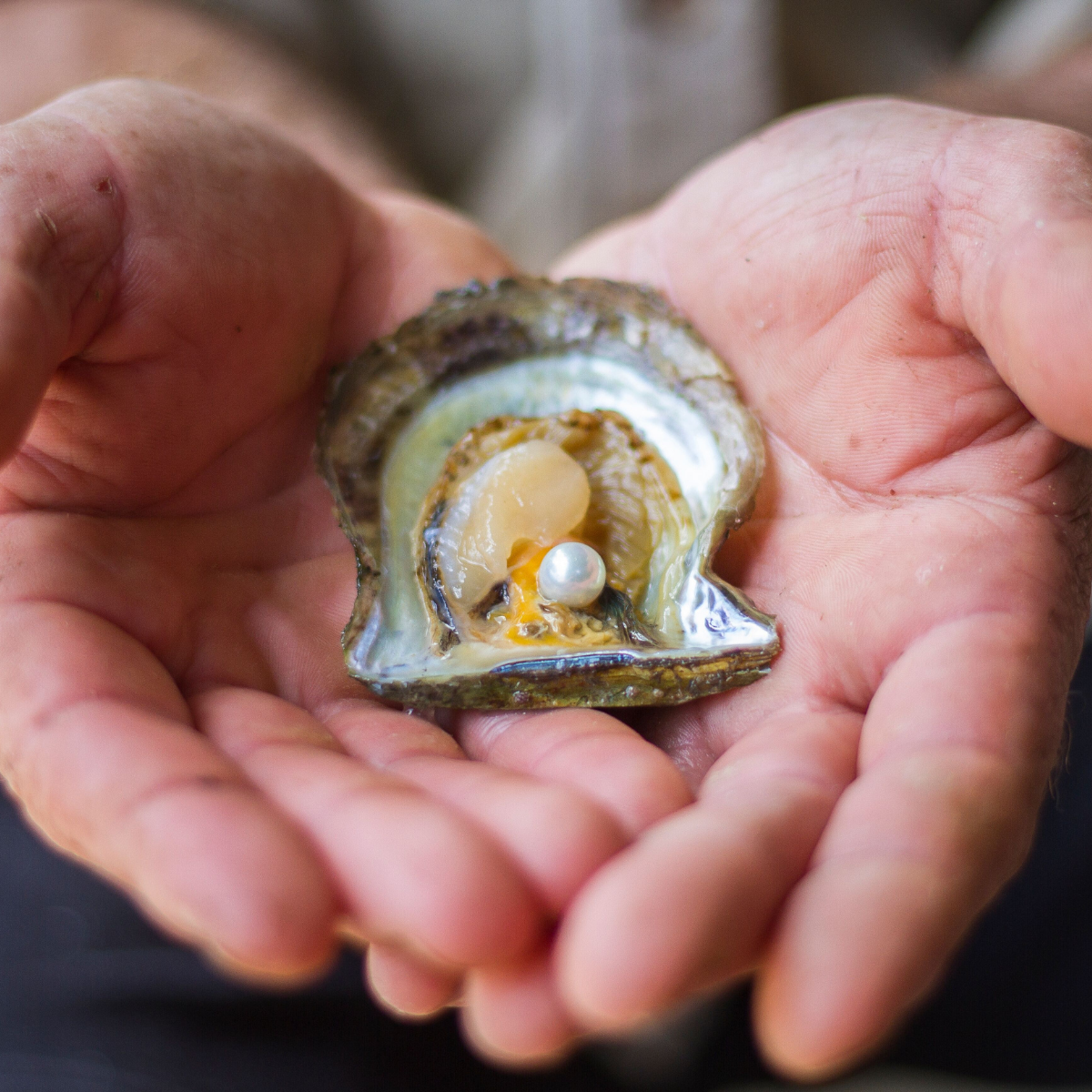 A Broken Bay Pearl Farm Farmer holding an open Akoya oyster with an Australian pearl inside - shining with its innate colour and lustre.