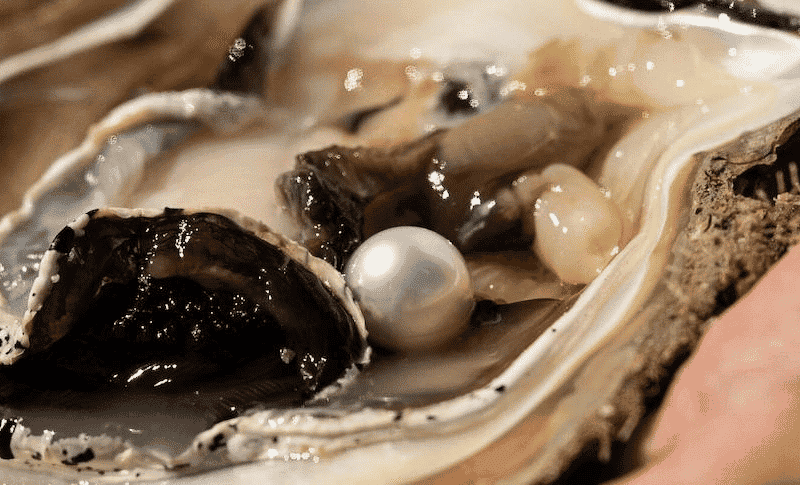 kimberley pearl farm oysters